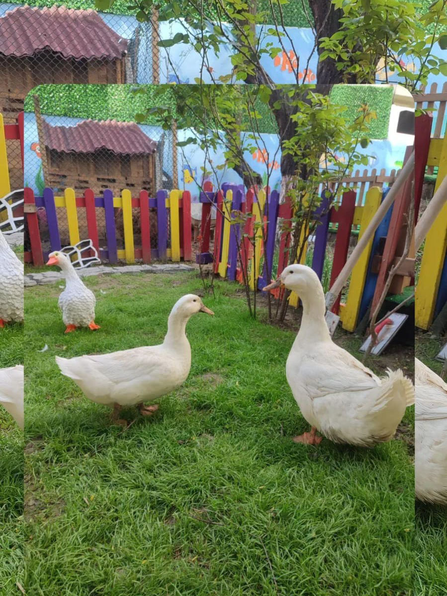 neptün anaokulu kartal sınıf